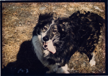 Pippin